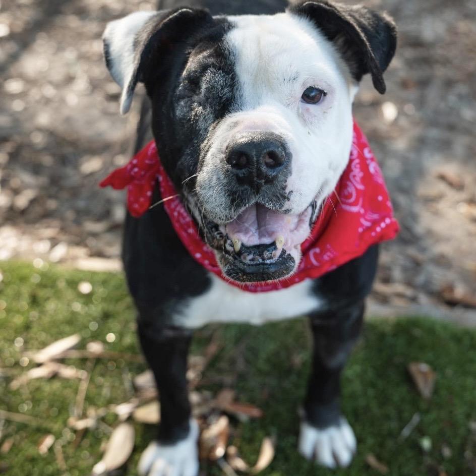 Enlarge Stitch, a Adoptable Mixed Breed in Milton, FL image 1/6