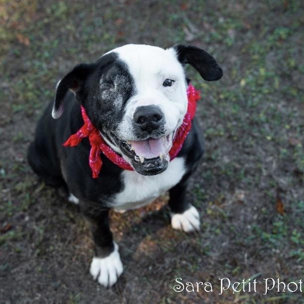 Enlarge Stitch, a Adoptable Mixed Breed in Milton, FL image 2/6