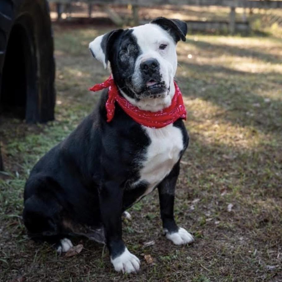 Enlarge Stitch, a Adoptable Mixed Breed in Milton, FL image 3/6