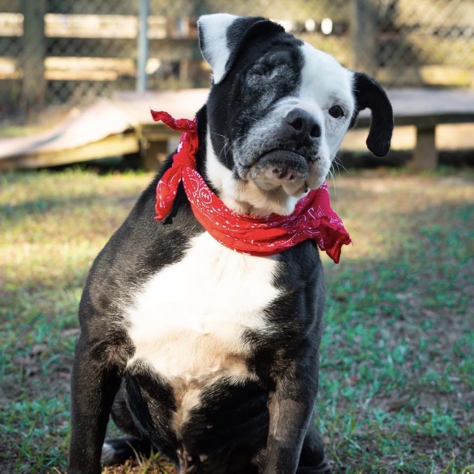 Enlarge Stitch, a Adoptable Mixed Breed in Milton, FL image 4/6