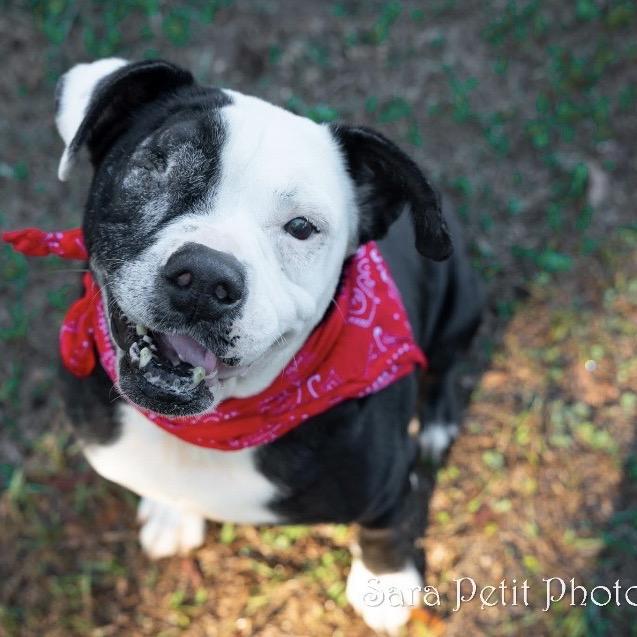 Enlarge Stitch, a Adoptable Mixed Breed in Milton, FL image 5/6