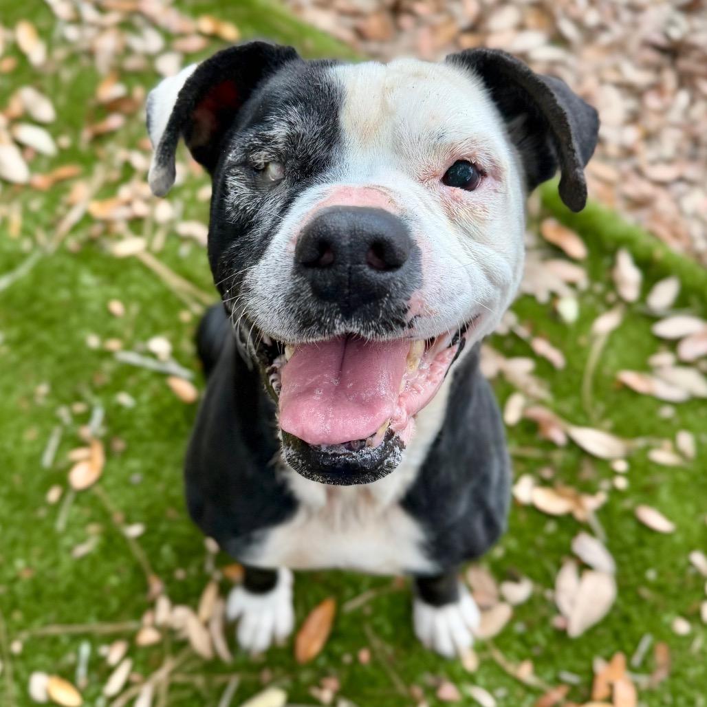 Stitch, Adoptable, Adult Male Mixed Breed.