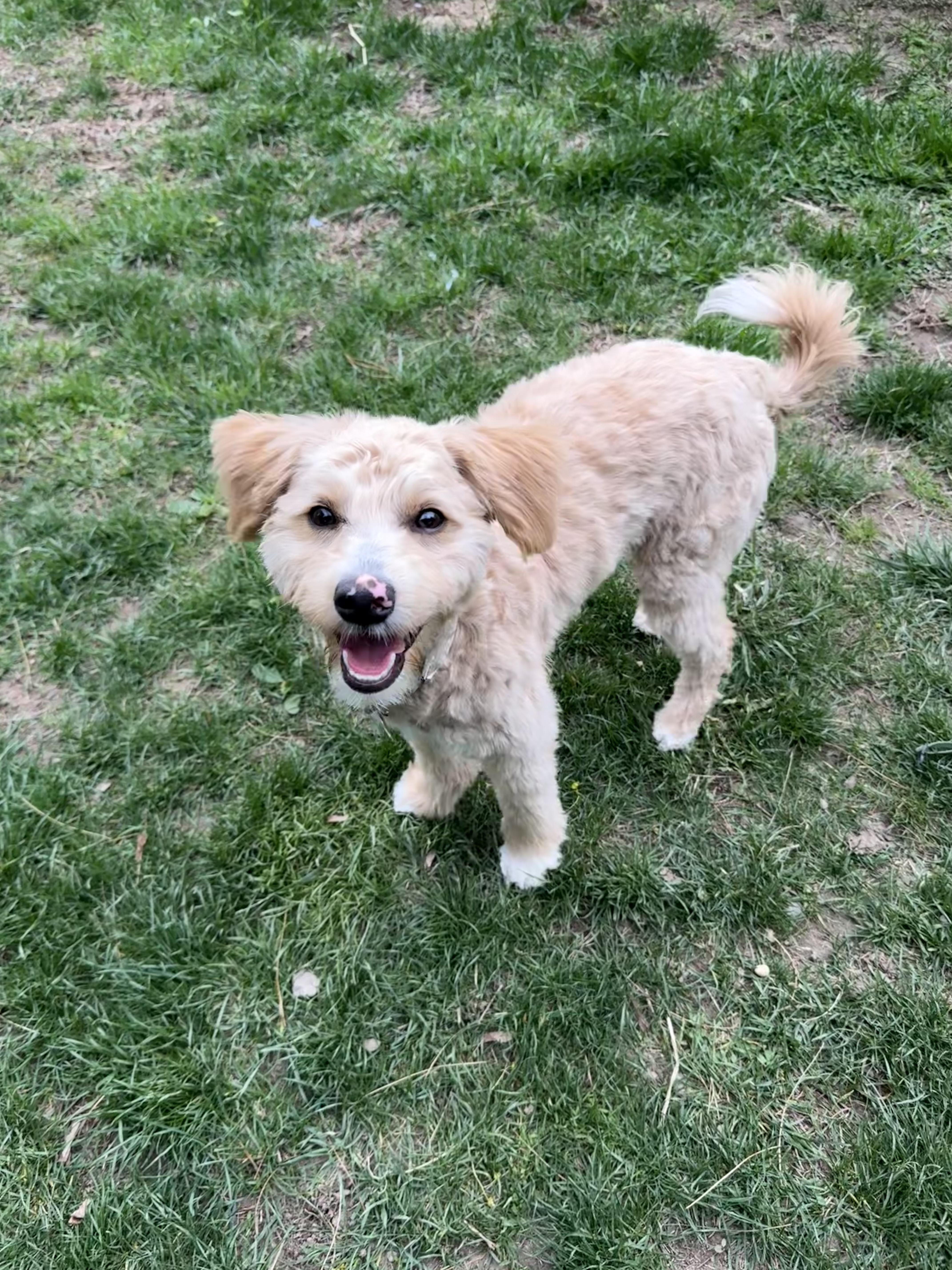 Enlarge Molly, a ADOPTABLE mixed breed in Delmar, NY image 2/3