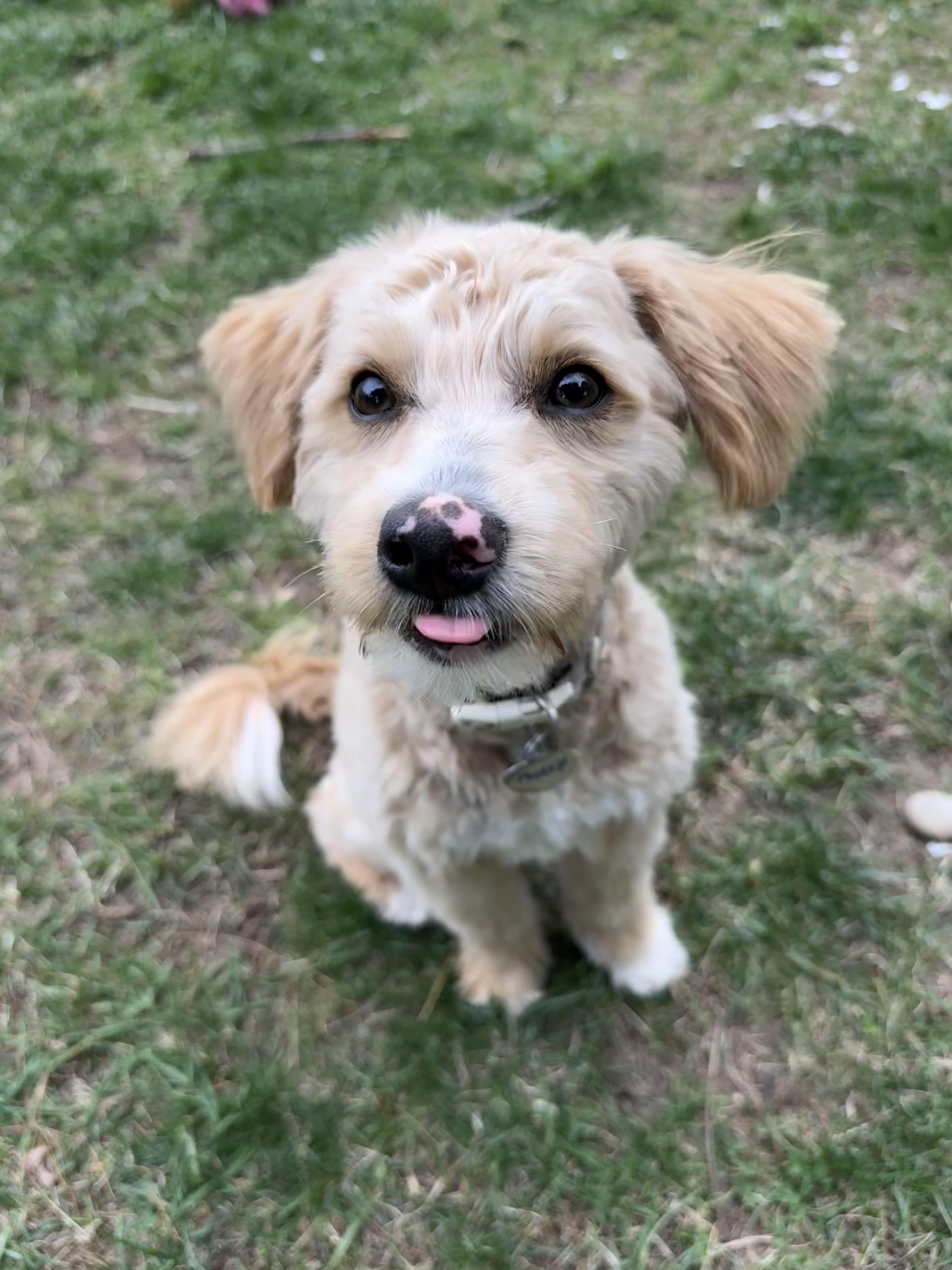 Enlarge Molly, a ADOPTABLE mixed breed in Delmar, NY image 1/3