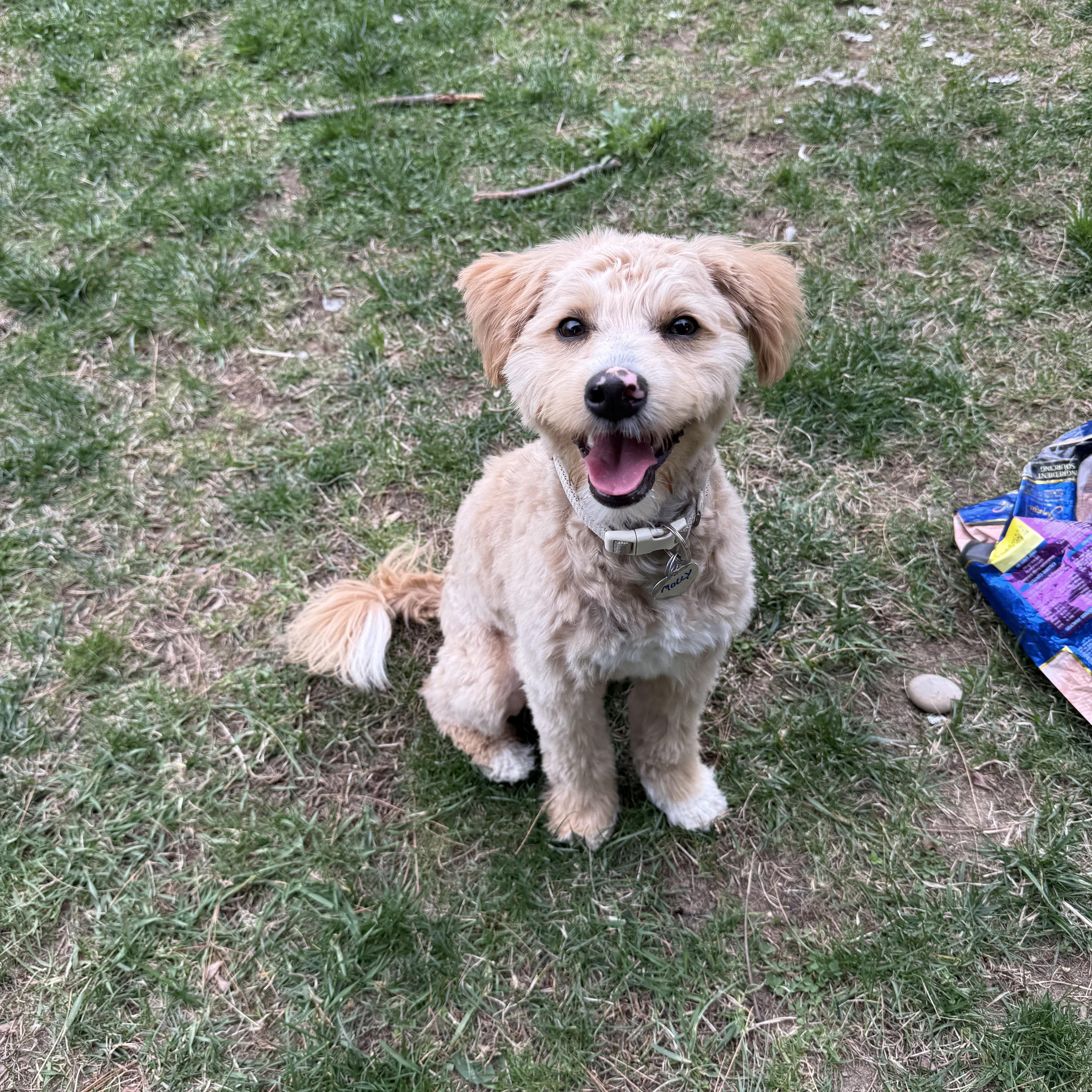 Enlarge Molly, a ADOPTABLE mixed breed in Delmar, NY image 3/3