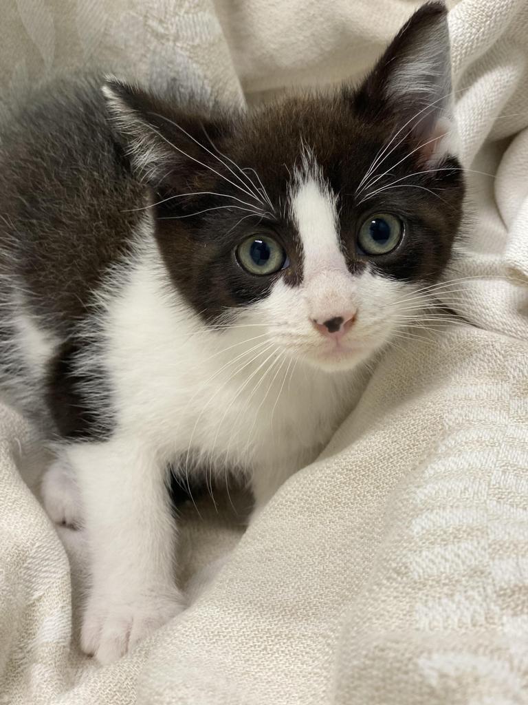Enlarge Devon, a Adoptable Domestic Short Hair in Decorah, IA image 1/1