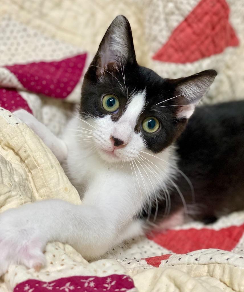 Devon, a Adoptable Domestic Short Hair in Decorah, IA image 2/2