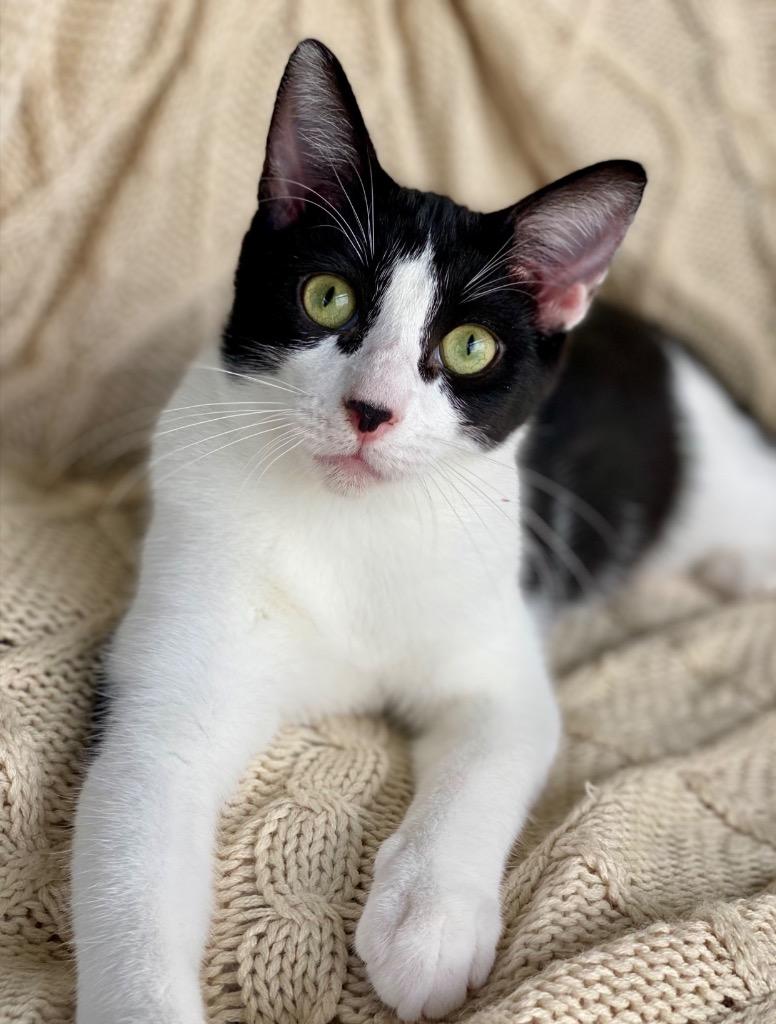 Enlarge Devon, a Adoptable Domestic Short Hair in Decorah, IA image 3/3