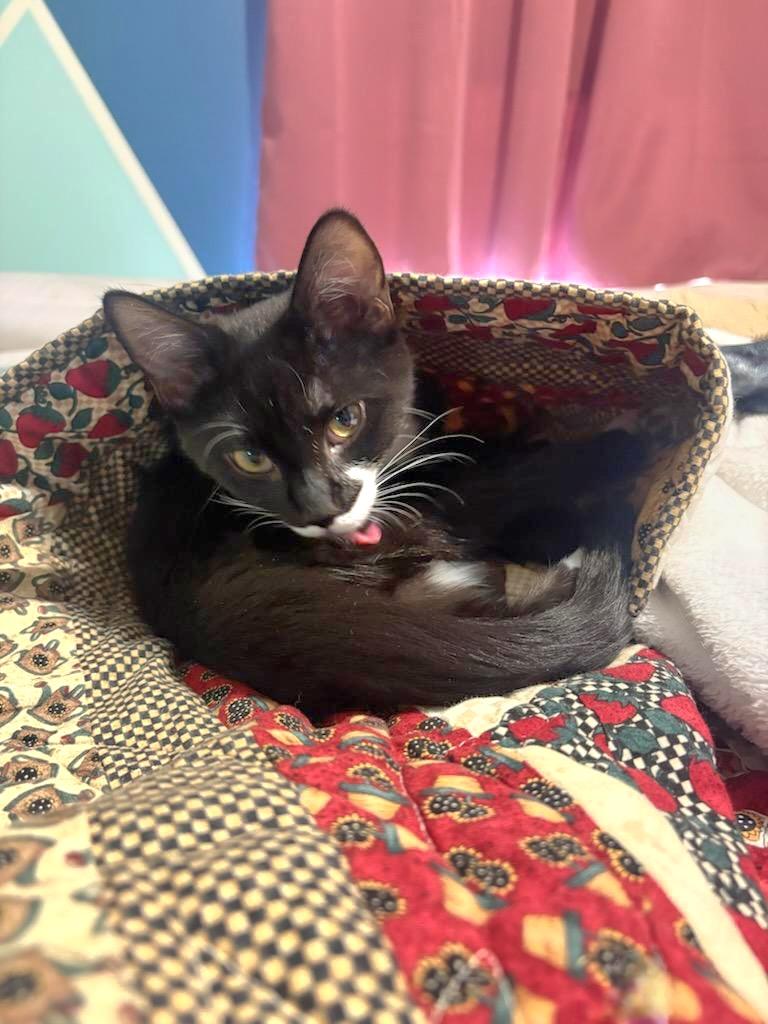 Enlarge Elliot, a ADOPTABLE mixed breed in East Brunswick, NJ image 2/4