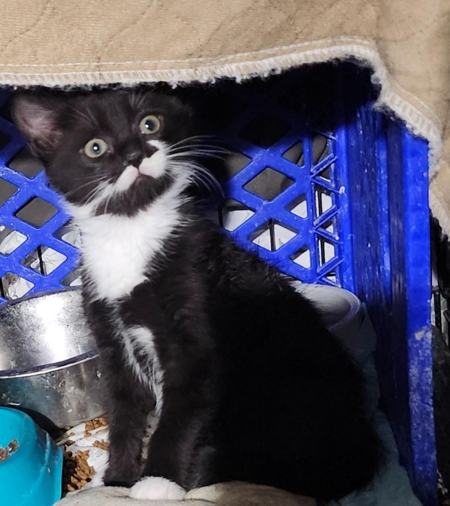 Enlarge Elliot, a ADOPTABLE mixed breed in East Brunswick, NJ image 1/4