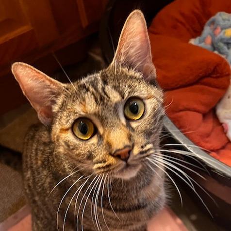 Princessa-In Foster, Adoptable, Adult Female Domestic Short Hair.