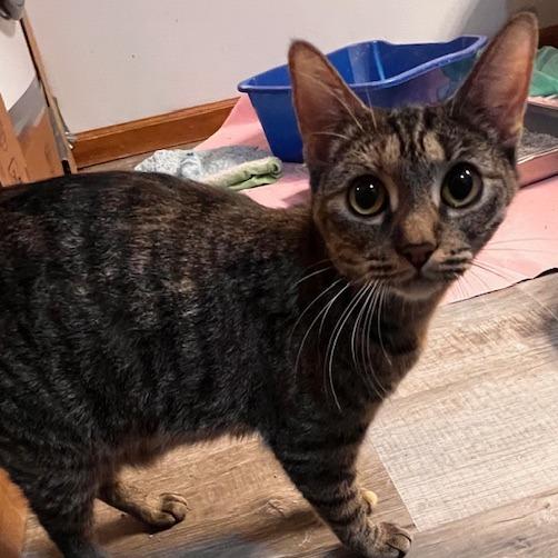 Enlarge Princessa-In Foster, a Adoptable Domestic Short Hair in Springfield, MA image 2/3