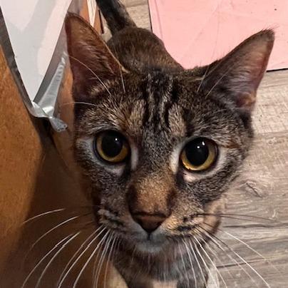 Enlarge Princessa-In Foster, a Adoptable Domestic Short Hair in Springfield, MA image 3/3