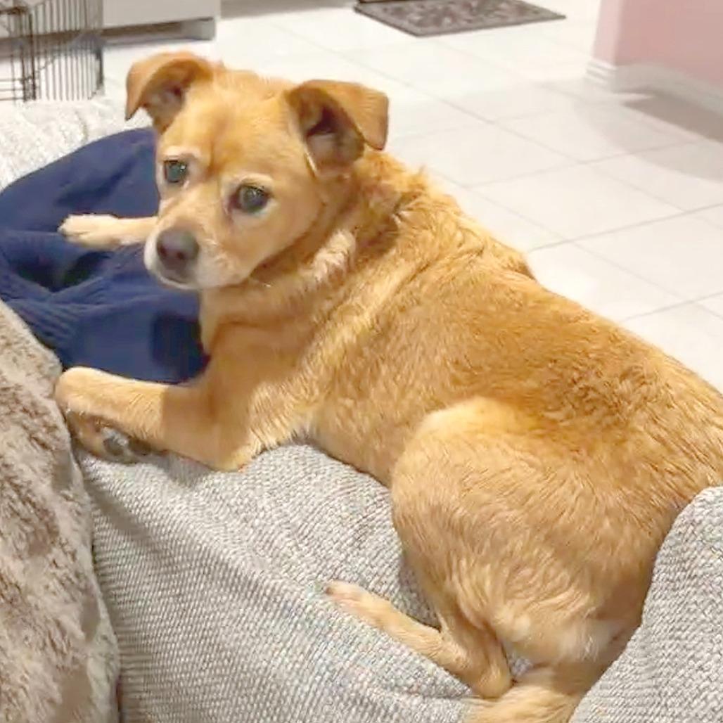 Enlarge Frida Pawlo, a Adoptable mixed breed in Flower Mound, TX image 1/5