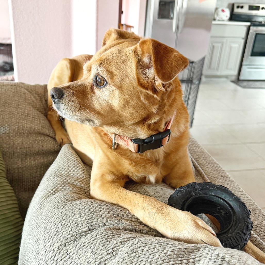 Enlarge Frida Pawlo, a Adoptable mixed breed in Flower Mound, TX image 2/5