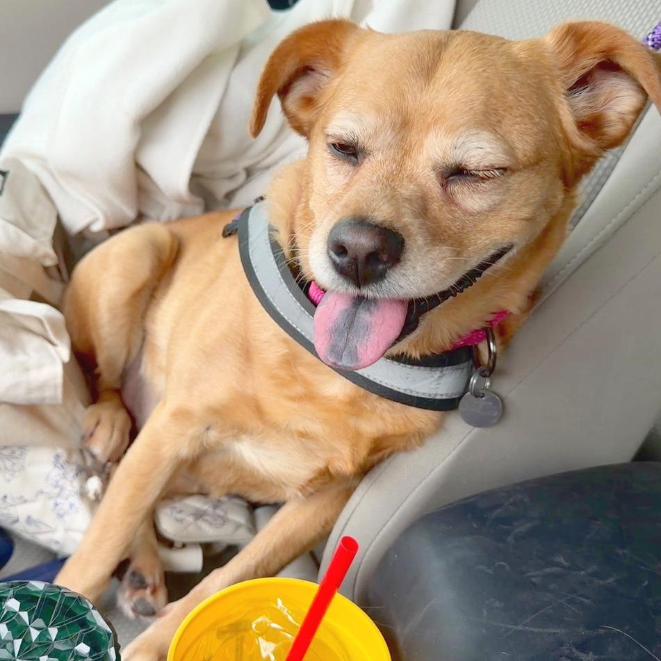 Enlarge Frida Pawlo, a Adoptable mixed breed in Flower Mound, TX image 3/5