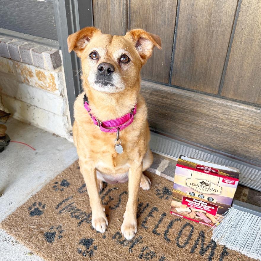 Enlarge Frida Pawlo, a Adoptable mixed breed in Flower Mound, TX image 4/5