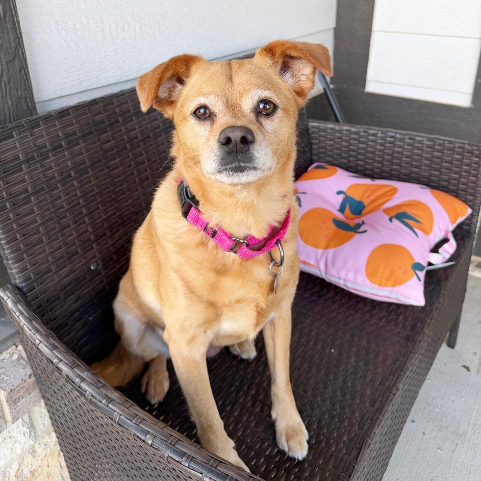 Enlarge Frida Pawlo, a Adoptable mixed breed in Flower Mound, TX image 5/5