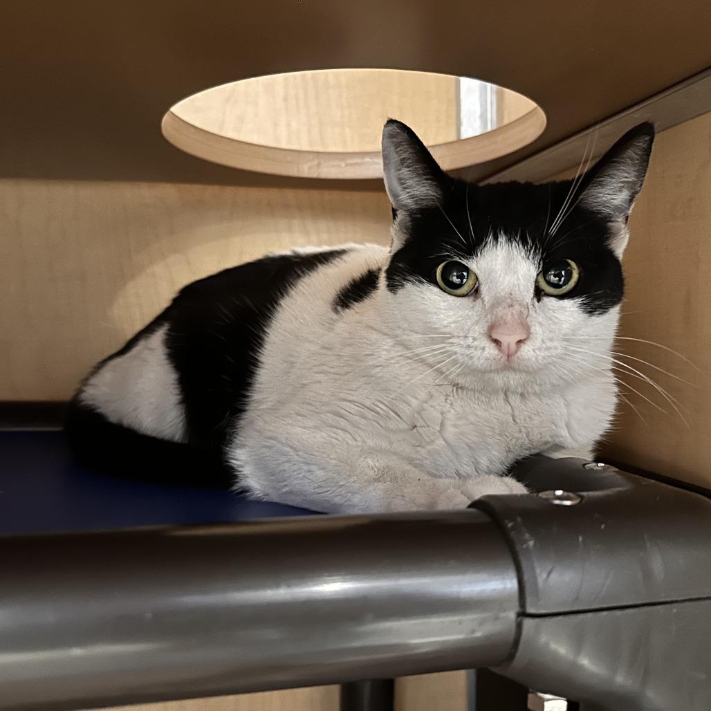 Squeaks with the Spots, Adoptable, Adult Female Domestic Short Hair.