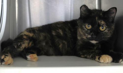 Piper, Adoptable, Adult Female Domestic Short Hair.