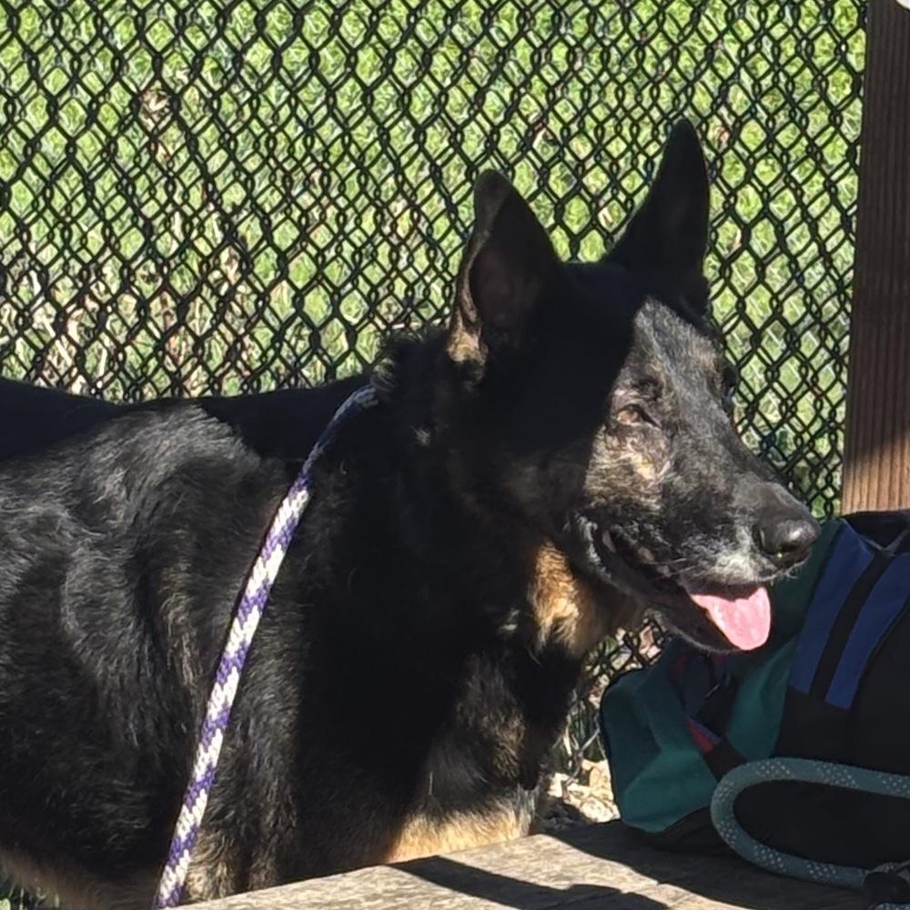 Hanzi T, a Adoptable German Shepherd Dog in San Juan Bautista, CA image 1/5