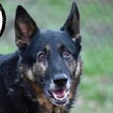 Hanzi T, a Adoptable German Shepherd Dog in San Juan Bautista, CA image 2/5