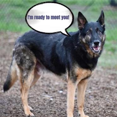 Hanzi T, a Adoptable German Shepherd Dog in San Juan Bautista, CA image 3/5