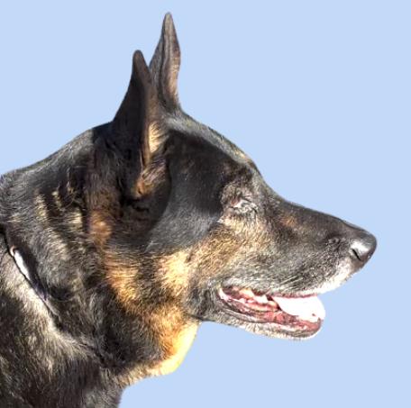 Hanzi T, a Adoptable German Shepherd Dog in San Juan Bautista, CA image 4/5
