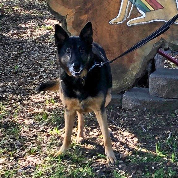 Hanzi T, a Adoptable German Shepherd Dog in San Juan Bautista, CA image 5/5