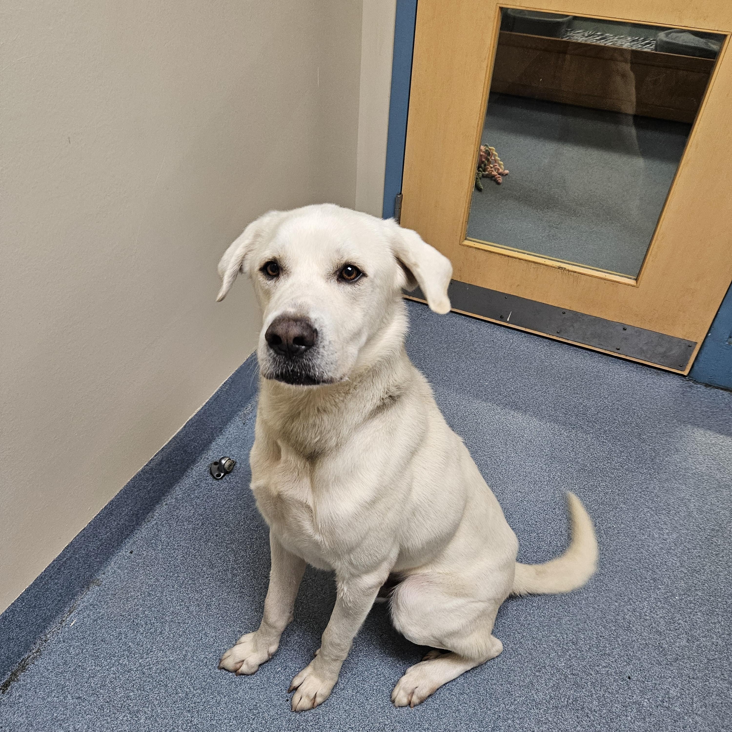 Art, ADOPTABLE, Adult Male Great Pyrenees & Labrador Retriever.