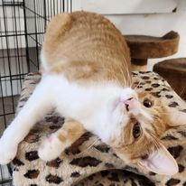 Chatterton, Adoptable, Adult Male Domestic Short Hair.