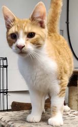 Chatterton, Adoptable, Adult Male Domestic Short Hair.