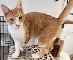 Chatterton, a Adoptable Domestic Short Hair in Mansfield Center, CT image 4/5