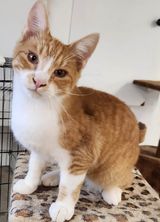 Chatterton, a Adoptable Domestic Short Hair in Mansfield Center, CT image 3/5