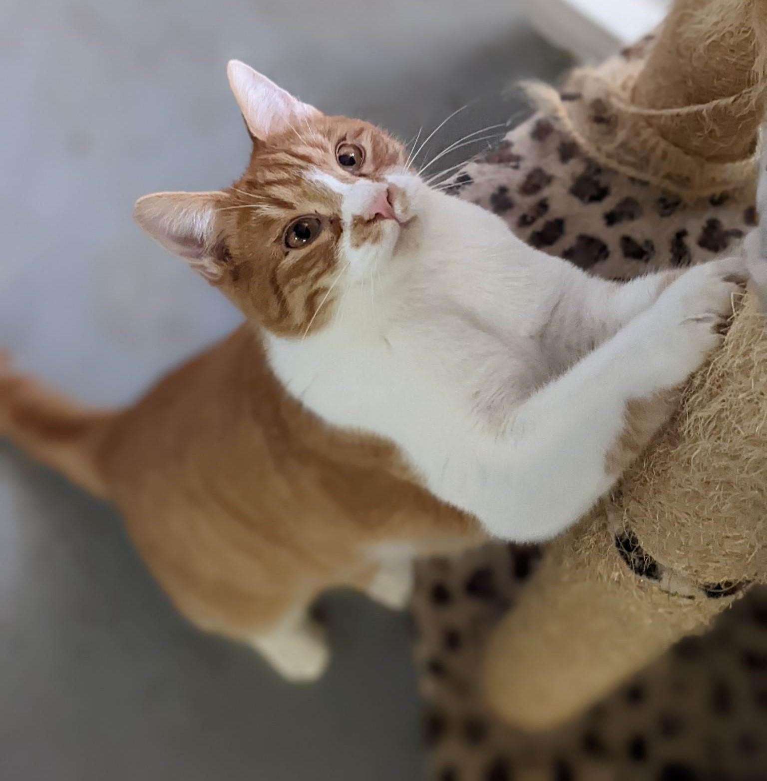 Chatterton, a Adoptable Domestic Short Hair in Mansfield Center, CT image 2/5