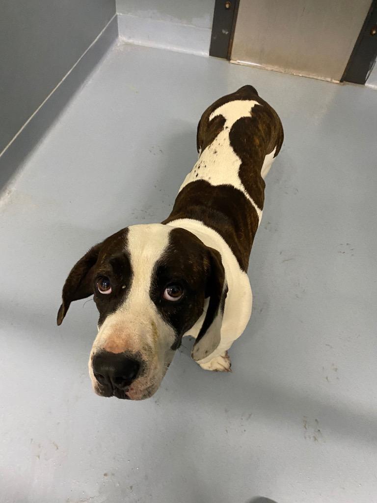 Rider, Adoptable, Young Male Mixed Breed.