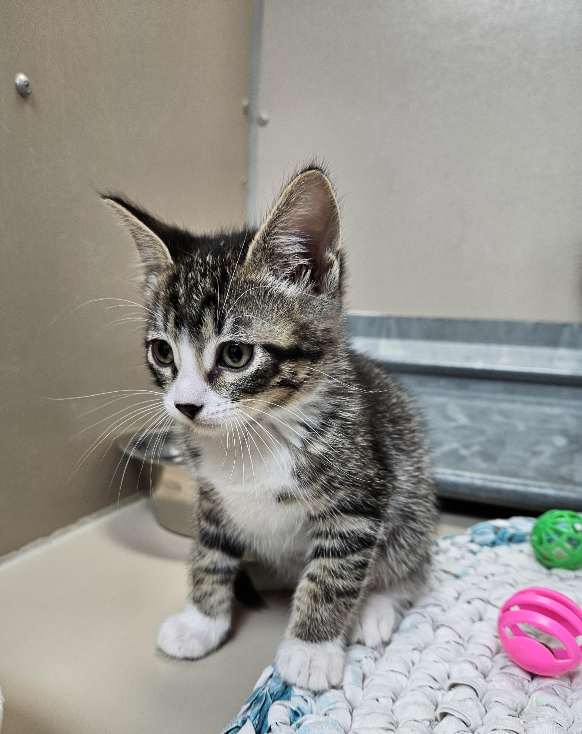Enlarge 59959500, a ADOPTABLE Domestic Short Hair in Elko, NV image 1/1
