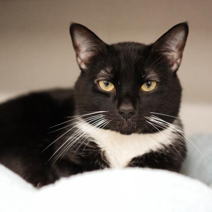 Enlarge Butler, a Adoptable mixed breed in Atlanta, GA image 1/3