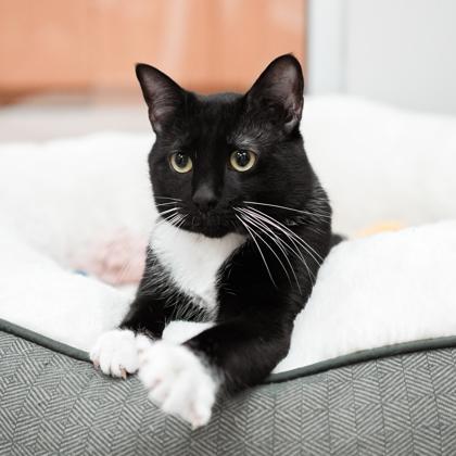 Enlarge Butler, a Adoptable mixed breed in Atlanta, GA image 2/3