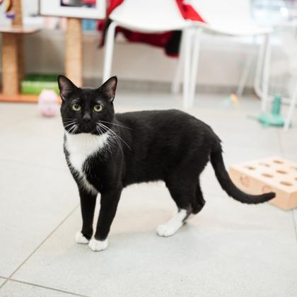 Enlarge Butler, a Adoptable mixed breed in Atlanta, GA image 3/3