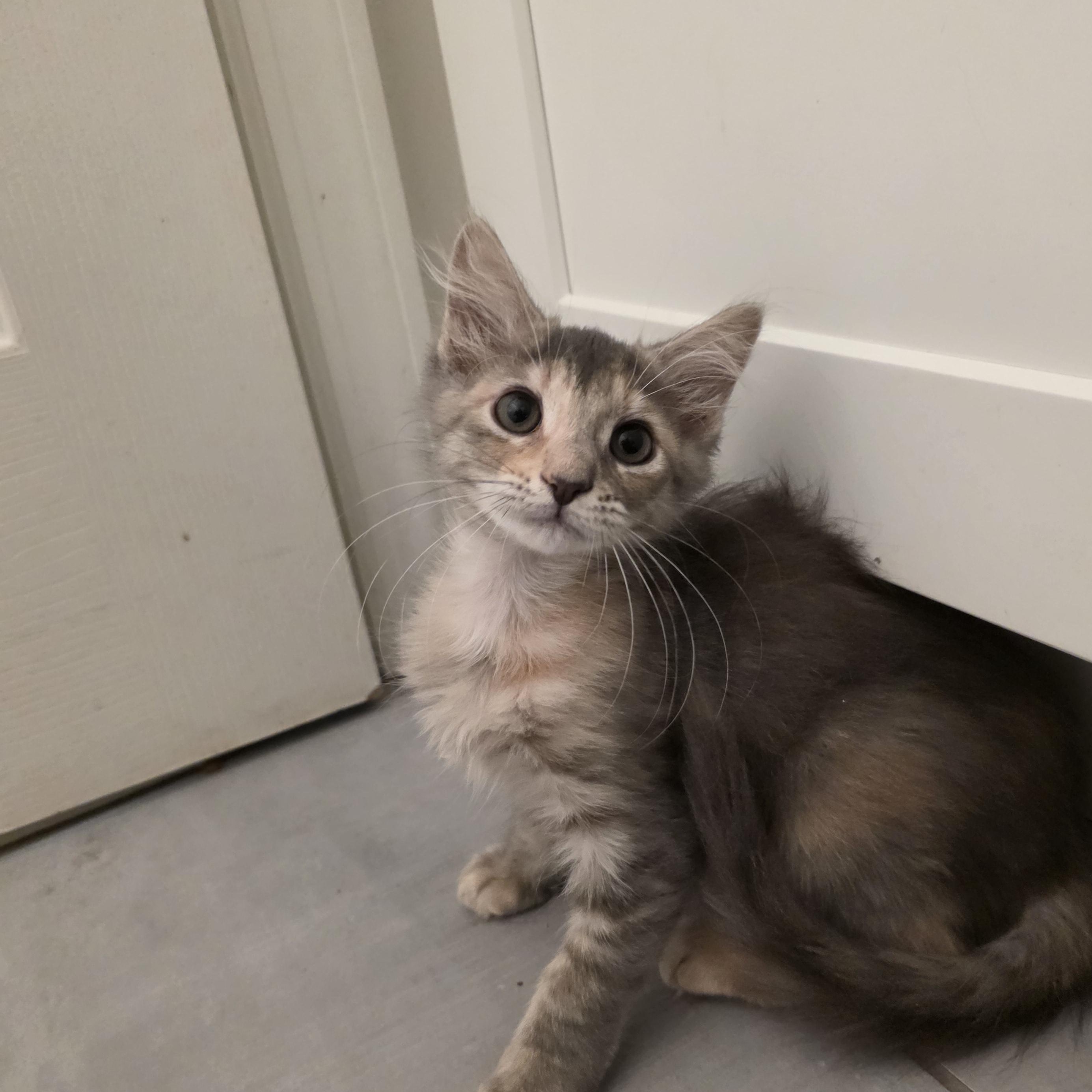 Zoraya, Adopted, Kitten Female Domestic Medium Hair & Maine Coon.