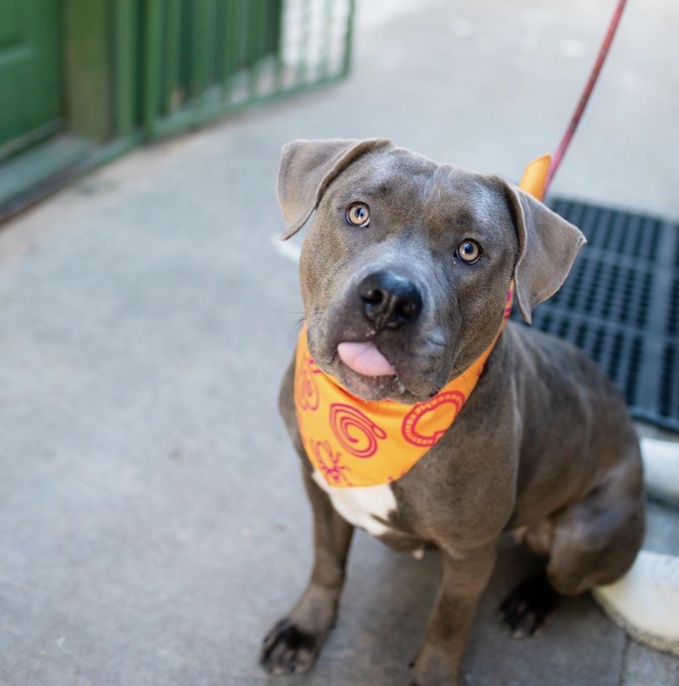 Momma, Adoptable, Adult Female American Bulldog & Pit Bull Terrier.