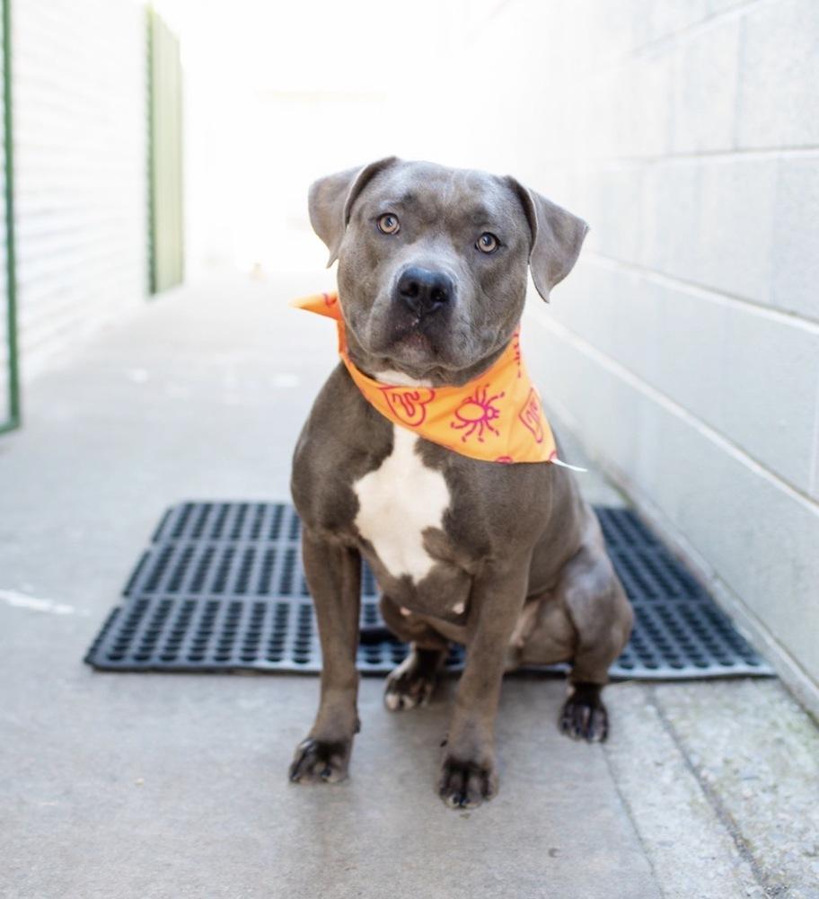 Enlarge Momma, a Adoptable mixed breed in Warr Acres, OK image 2/2