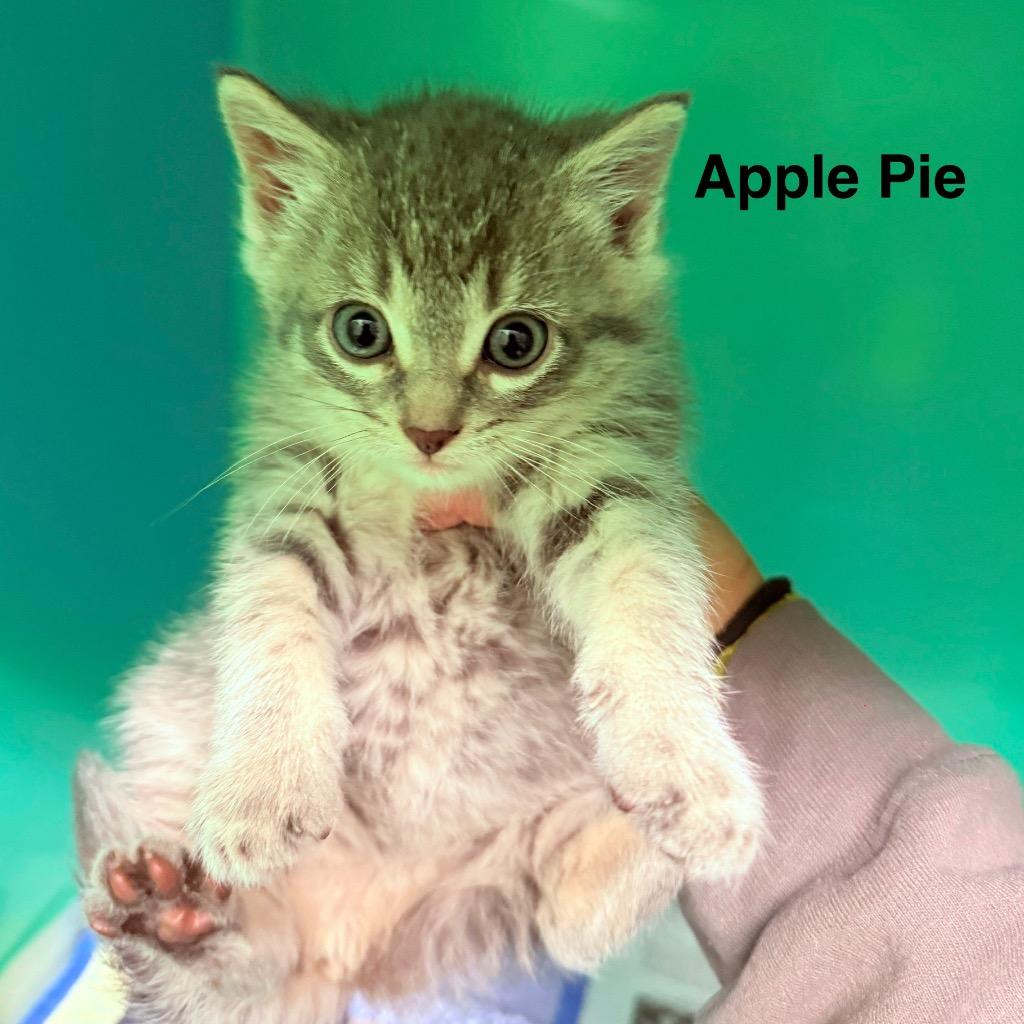 Enlarge Apple Pie, a Adoptable mixed breed in Utica, MI image 1/1