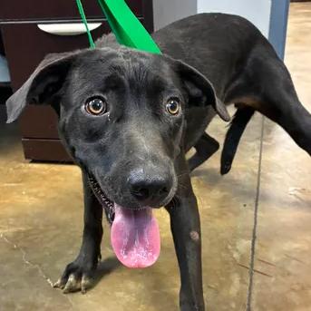 Enlarge Emily, a Adoptable Black Labrador Retriever in Enterprise, AL image 1/1
