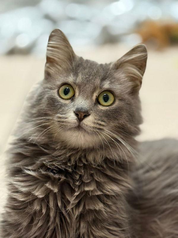 Willow, Adopted, Young Female Maine Coon & Domestic Long Hair.