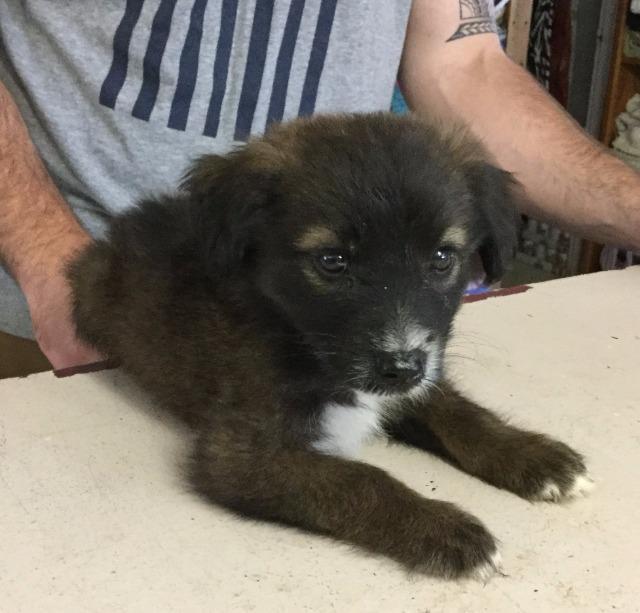 Enlarge RALPH, a Adopted mixed breed in Lemoore, CA image 1/1