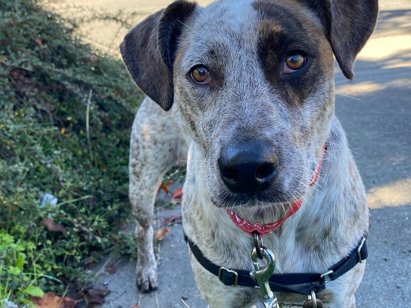 Enlarge Nala A436430, a Adoptable Australian Cattle Dog / Blue Heeler in Petaluma, CA image 1/2
