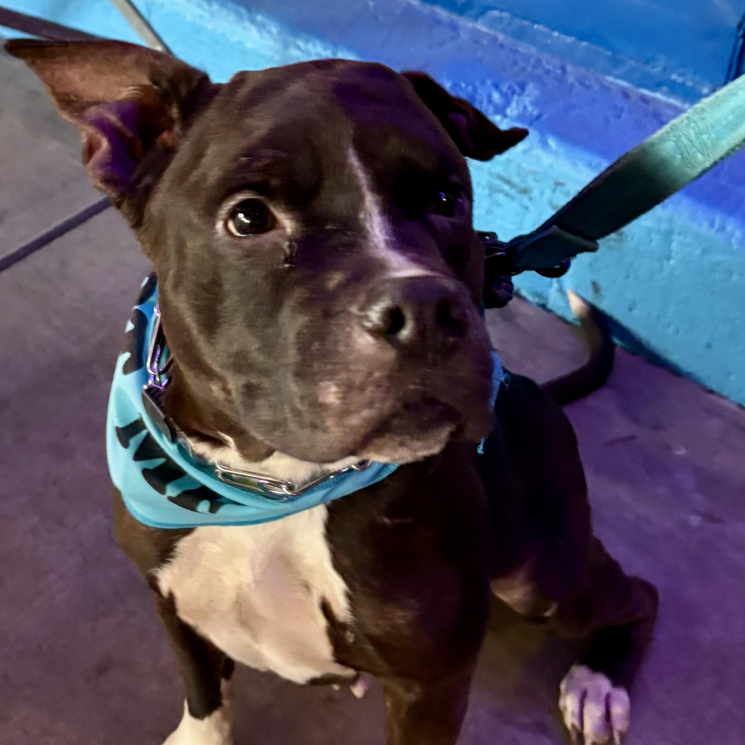 Enlarge Beluga, a Adoptable mixed breed in Buffalo, NY image 2/6