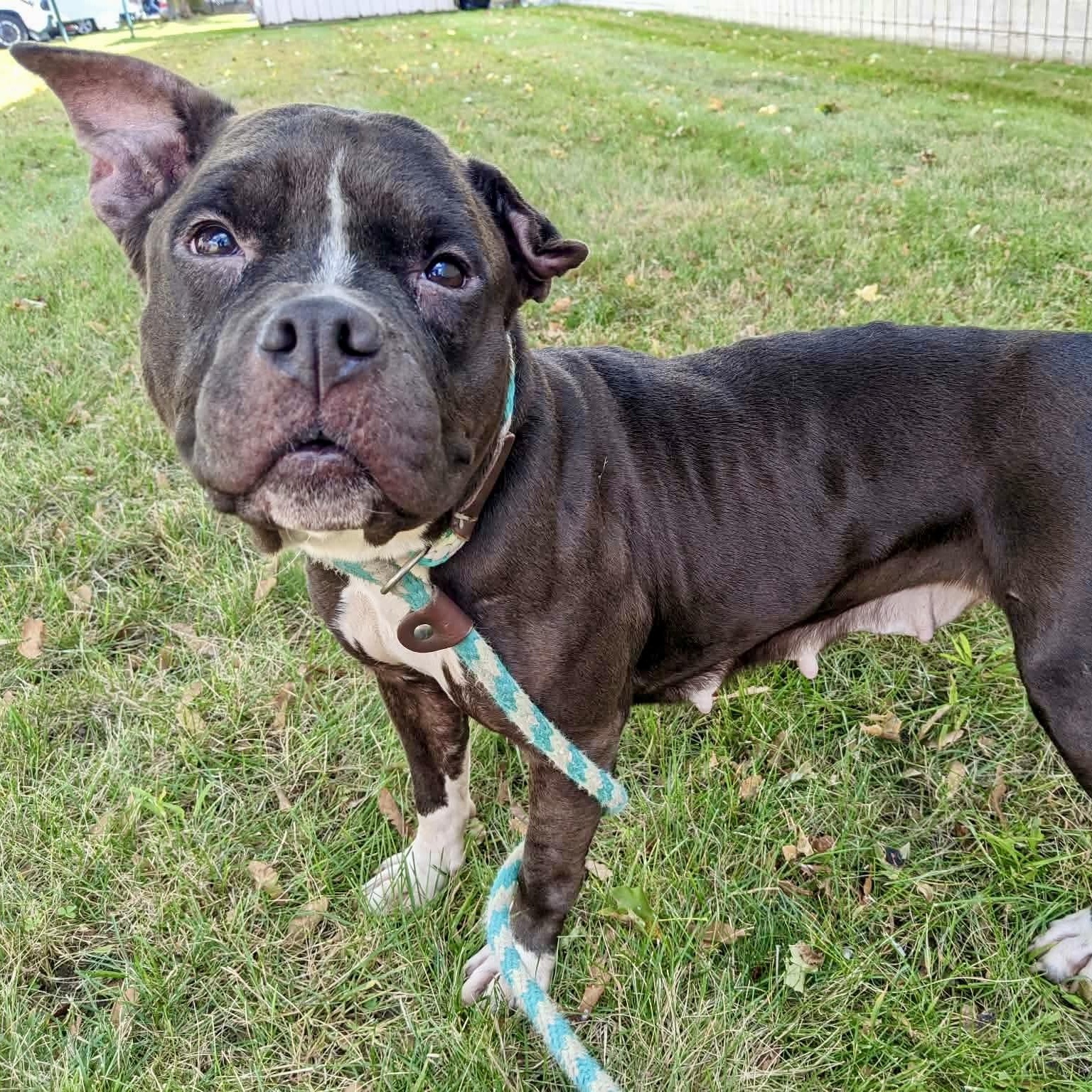 Enlarge Beluga, a Adoptable mixed breed in Buffalo, NY image 4/6